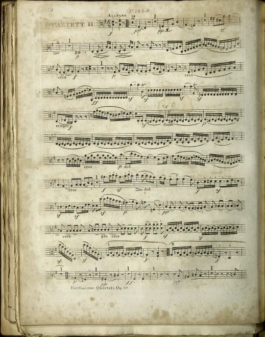 Viola