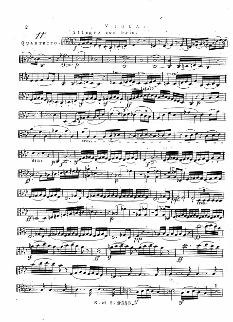 Viola