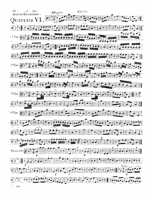 Viola