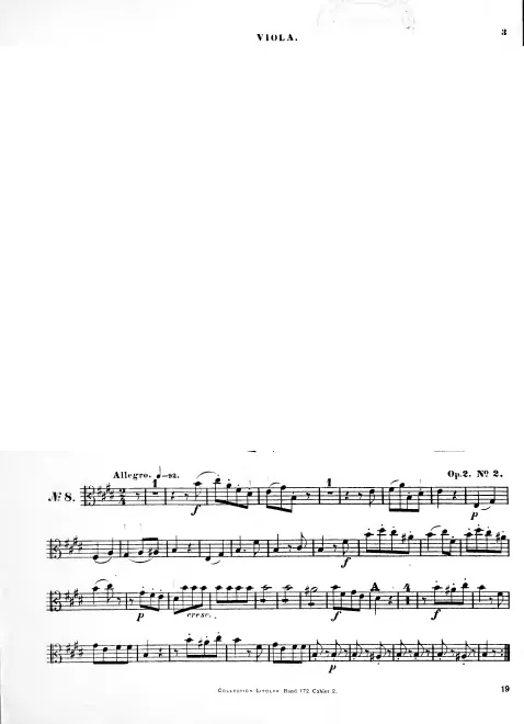 Viola