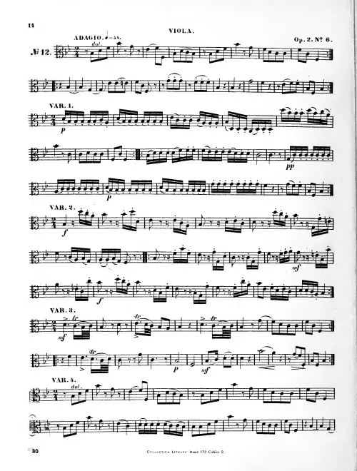 Viola
