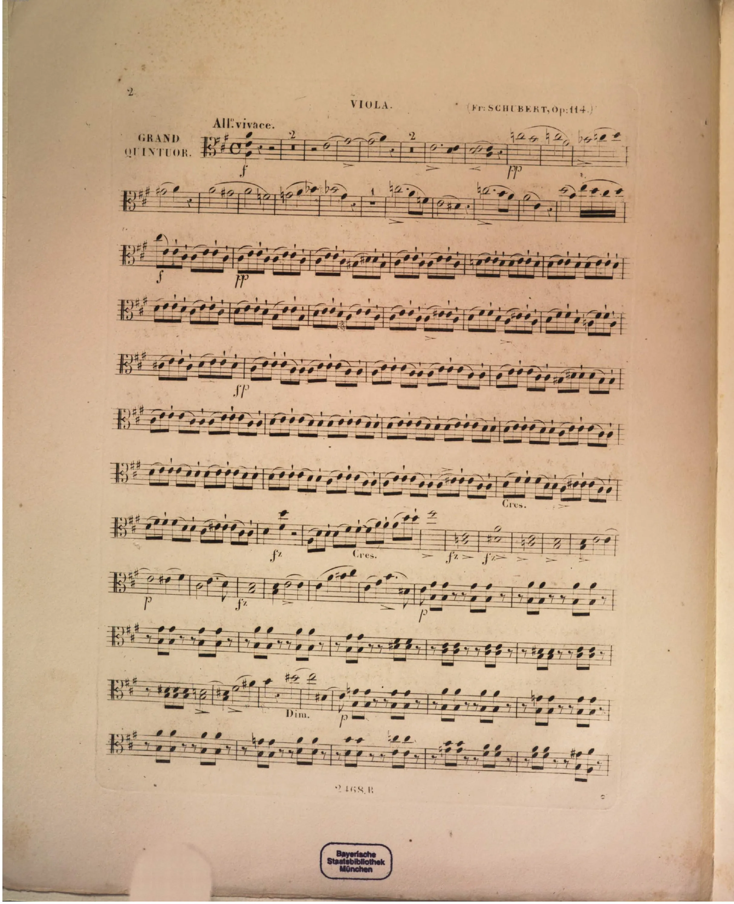 Viola