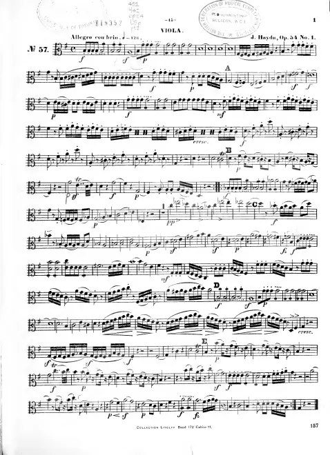 Viola