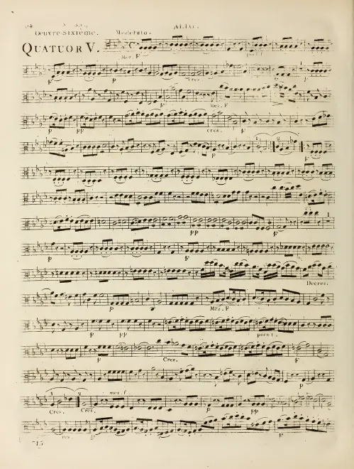 Viola