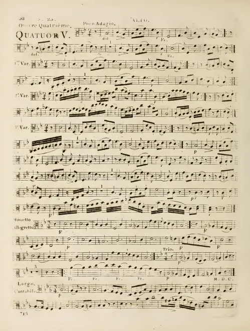 Viola