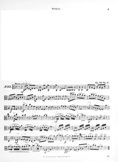 Viola