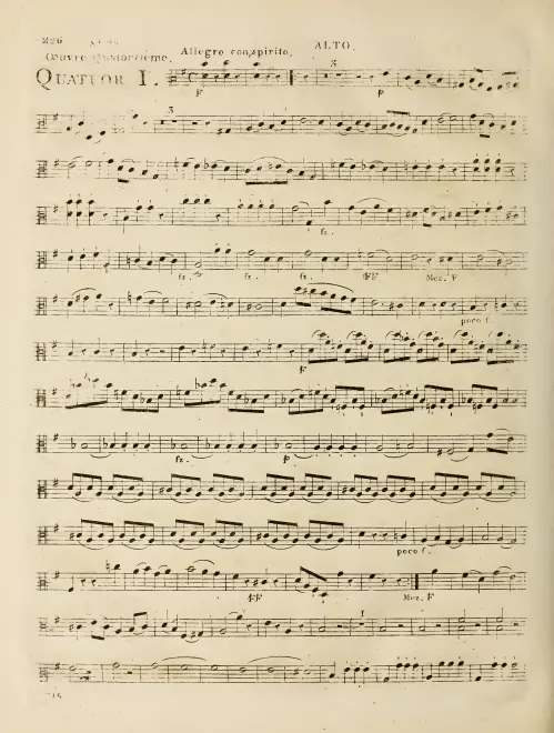 Viola