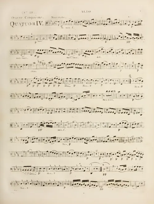 Viola
