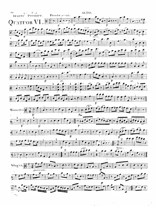 Viola