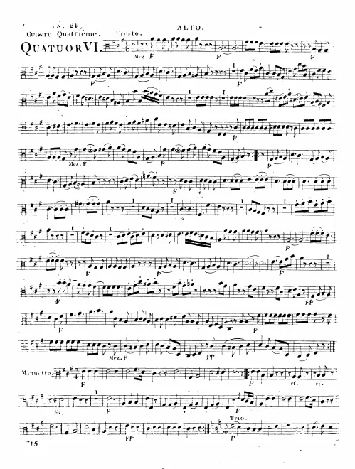 Viola