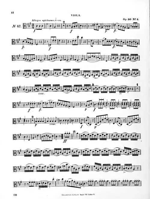 Viola
