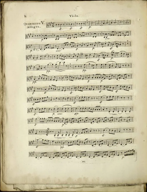Viola