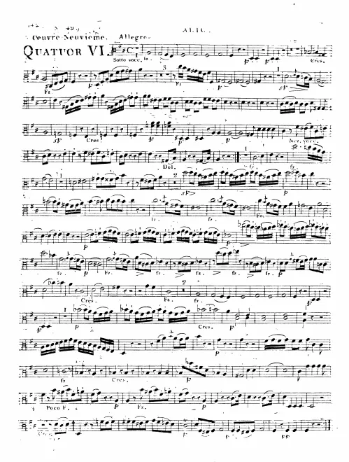 Viola