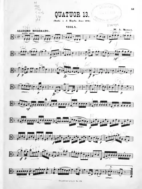Viola