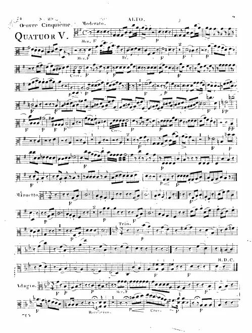 Viola