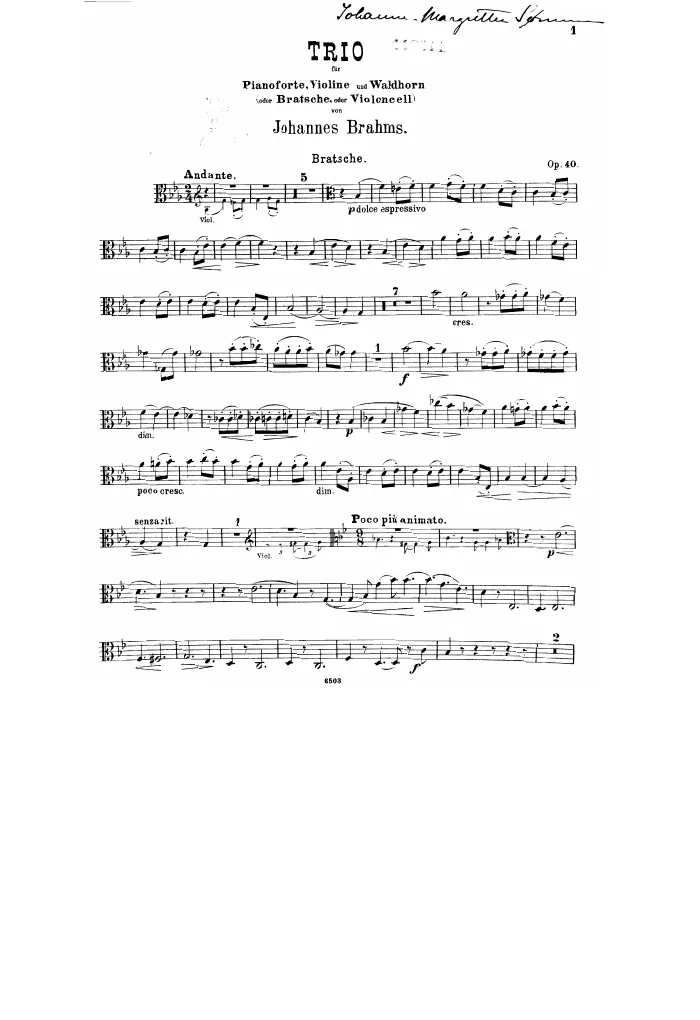 Viola