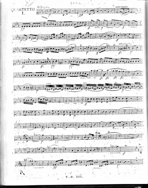 Viola