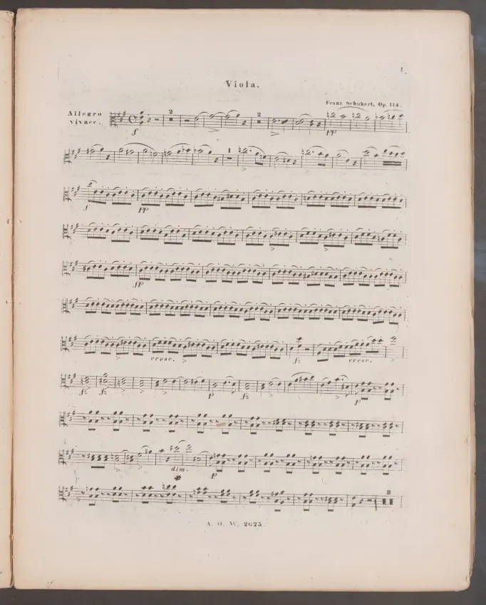 Viola
