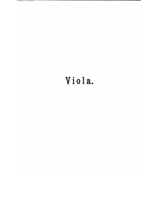Viola