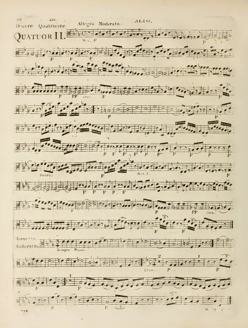 Viola