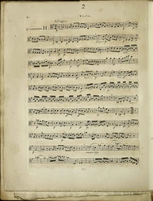 Viola