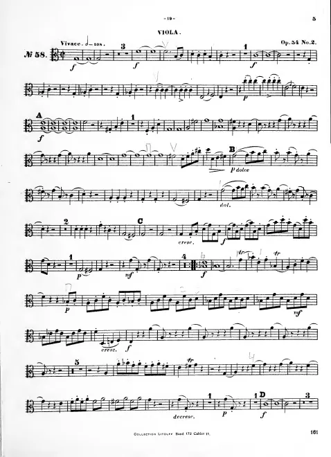 Viola