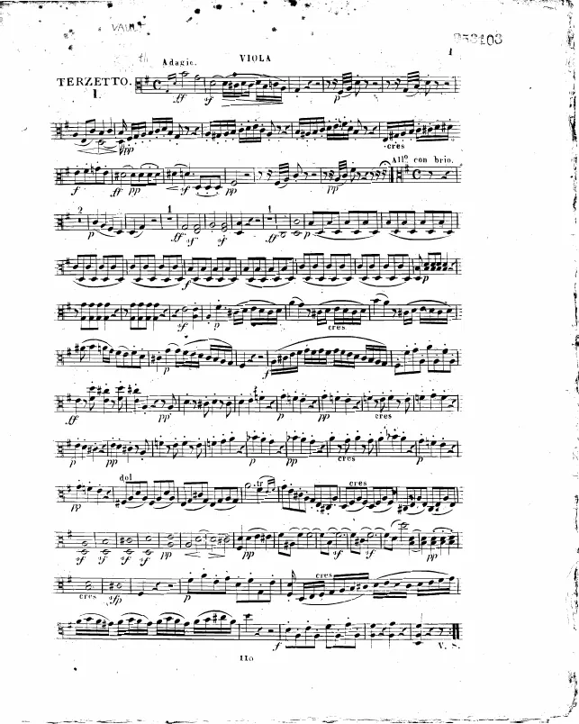 Viola