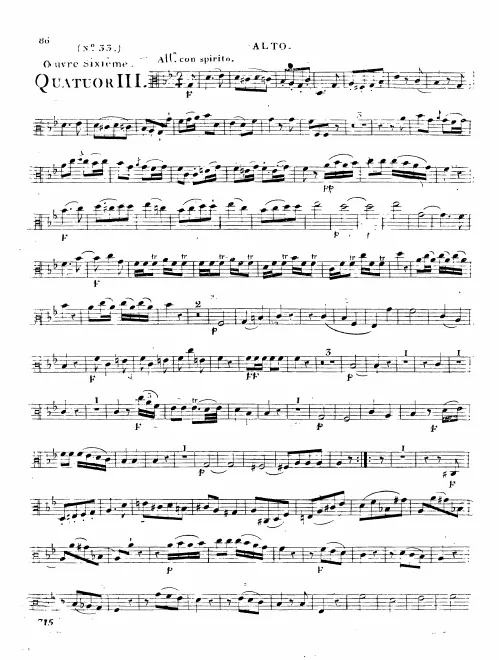 Viola