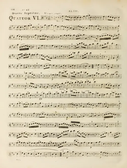 Viola