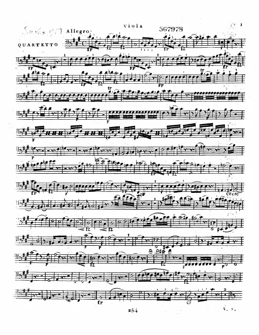 Viola