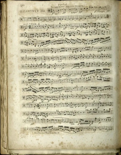 Viola