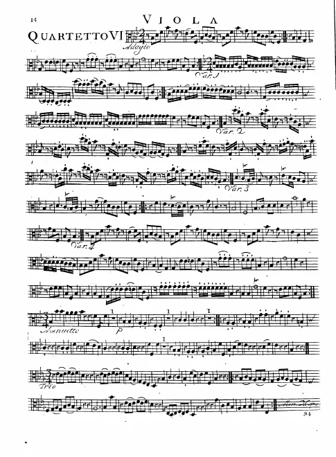 Viola