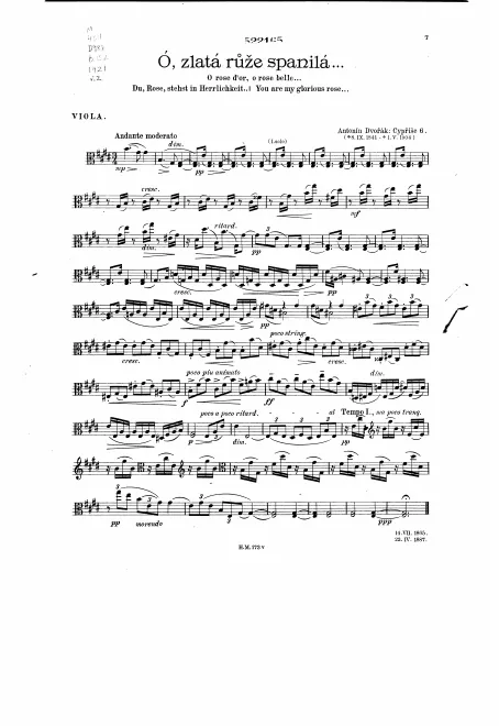 Viola