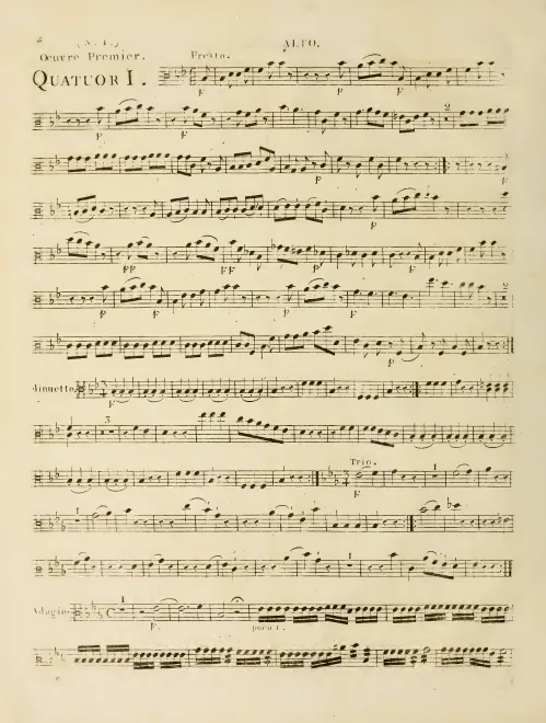 Viola