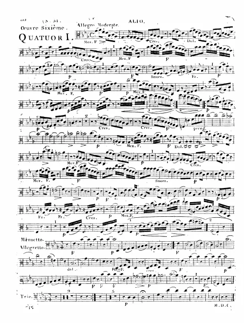 Viola