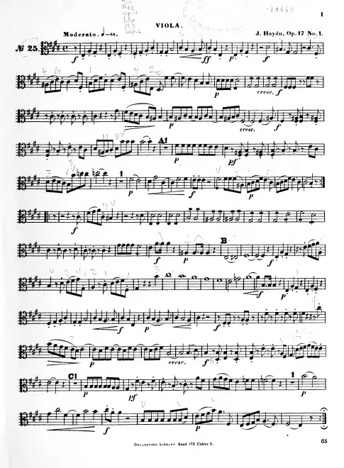 Viola