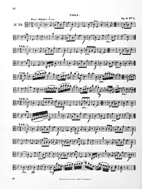 Viola