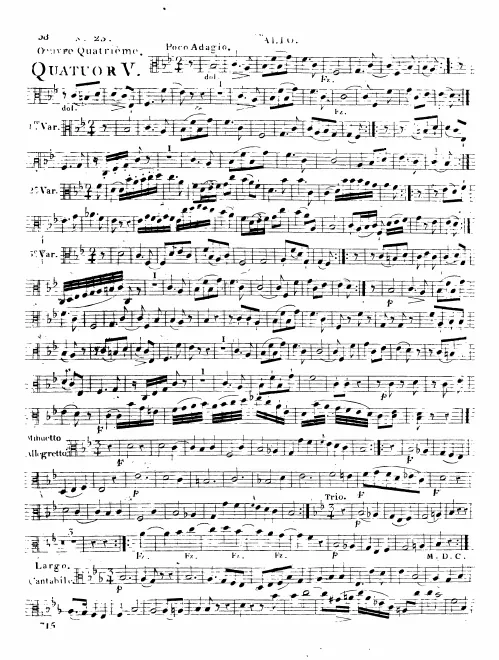 Viola