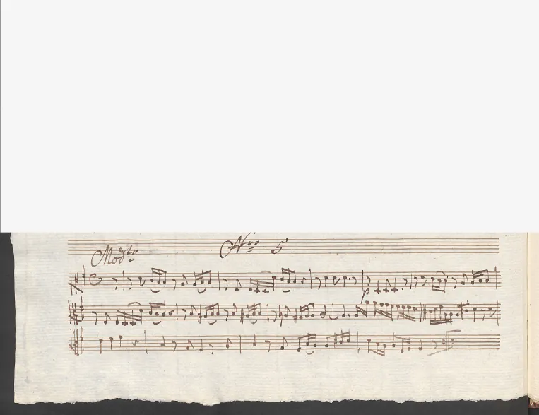 Viola