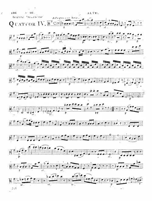 Viola