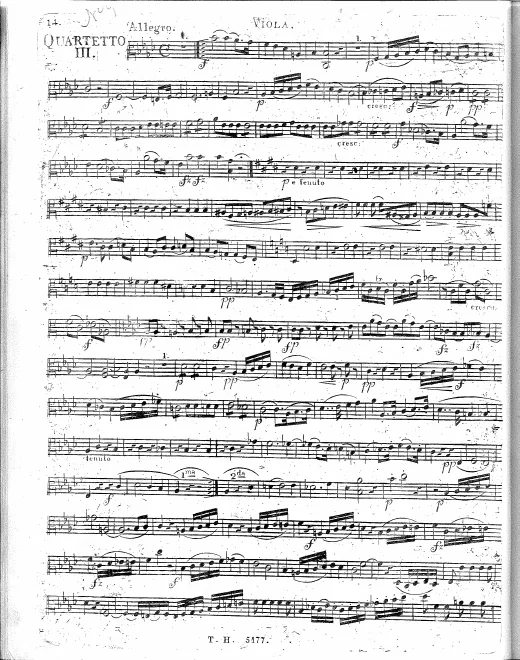 Viola