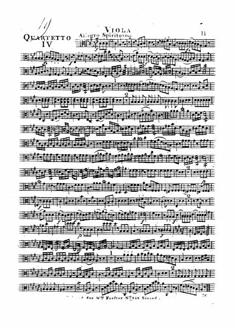 Viola