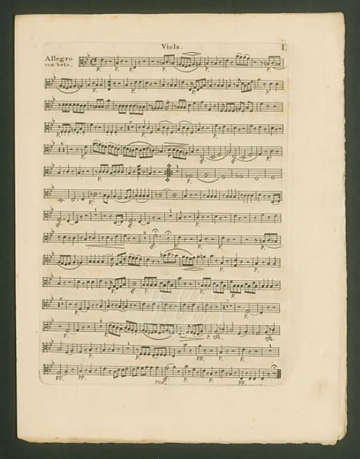 Viola