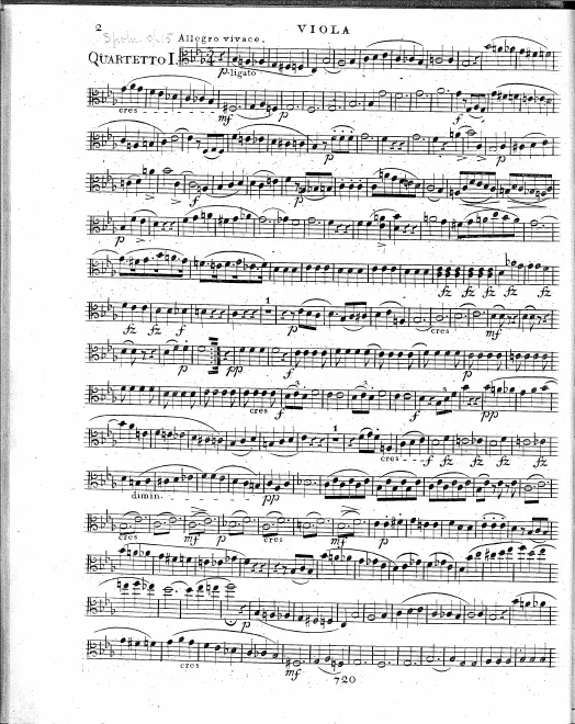 Viola