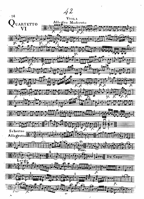 Viola