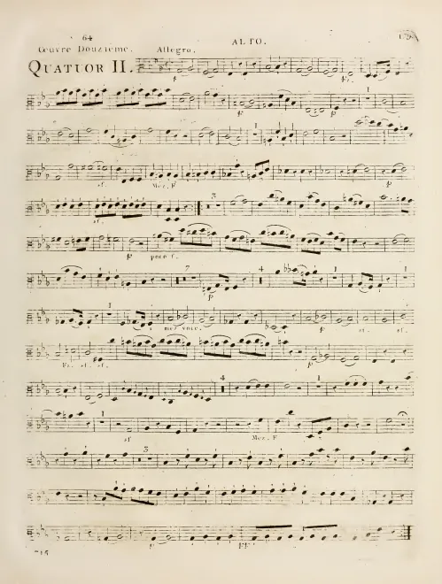 Viola