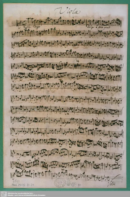 Viola