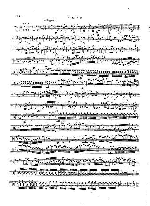 Viola