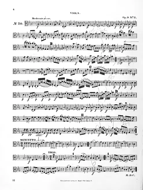 Viola