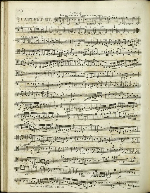 Viola